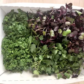 Набор микрозелени «Острый»